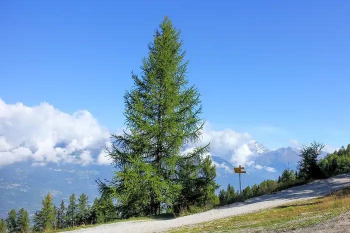 larch