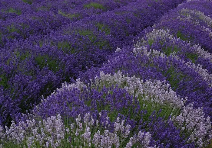 lavender
