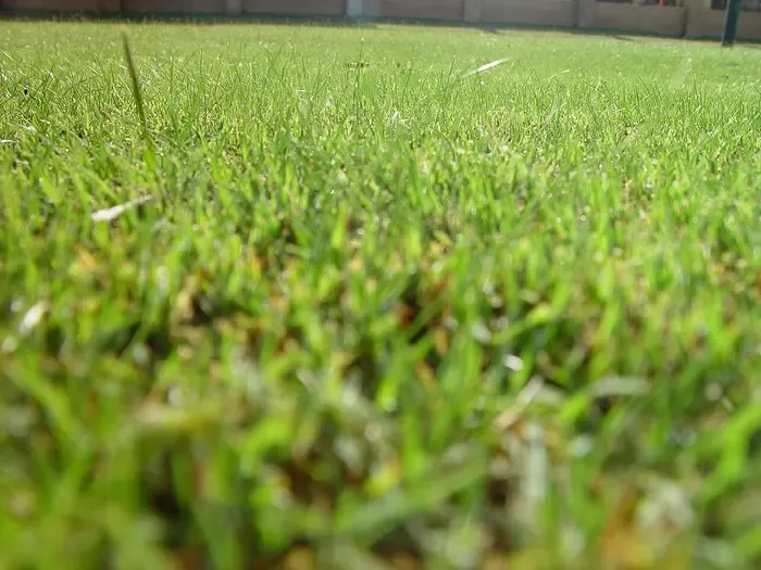 lawn grass