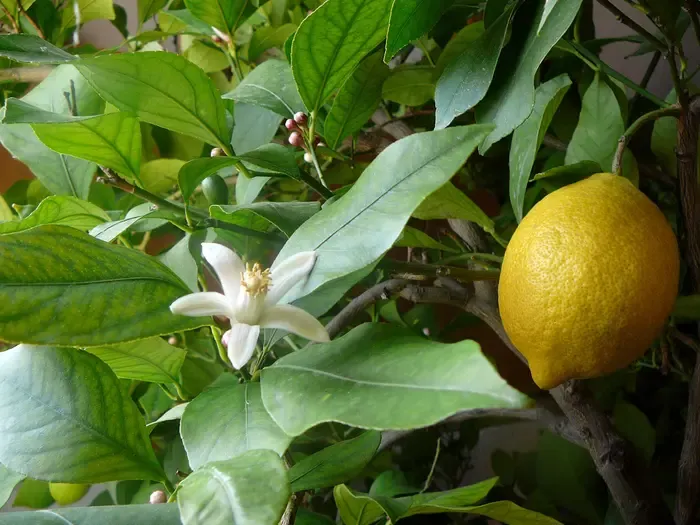 lemon