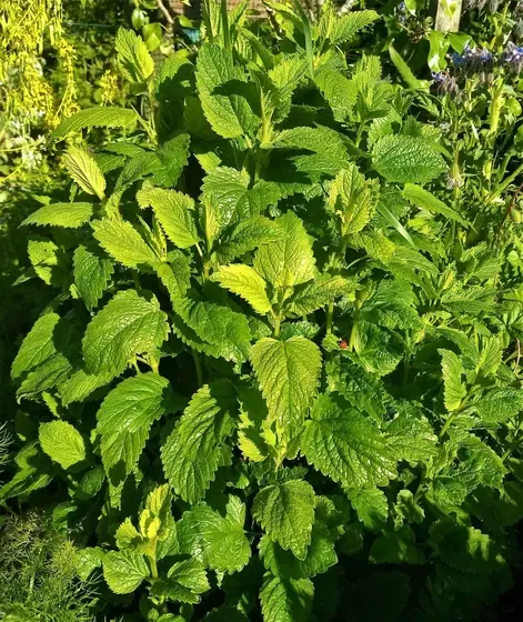 lemon balm