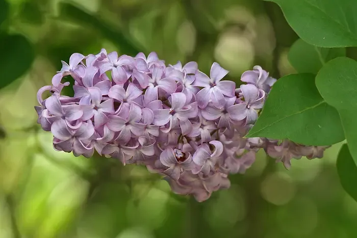 lilac