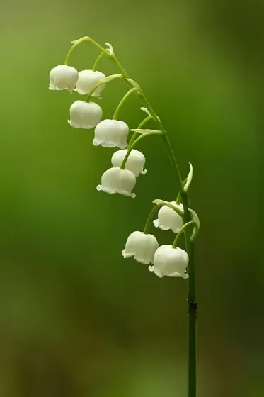 lily of the valley
