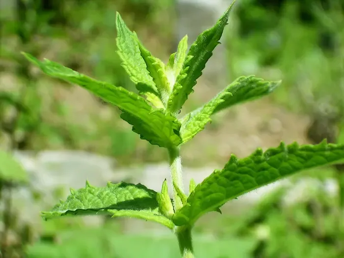 mint