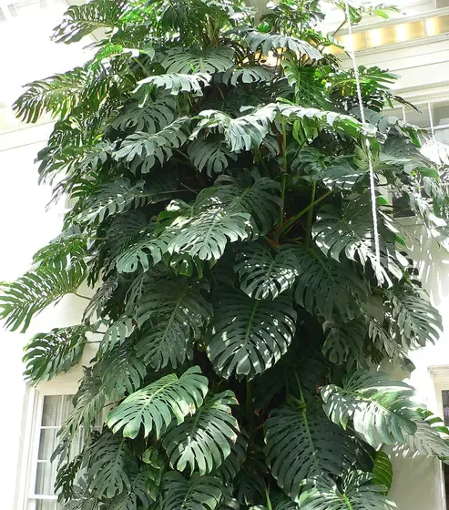 monstera