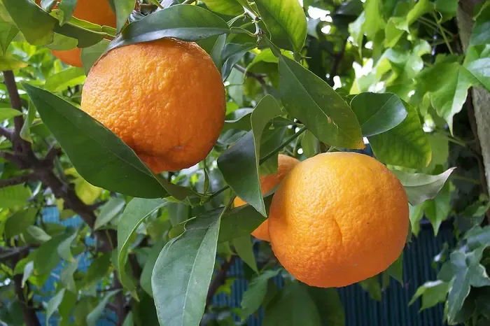 orange