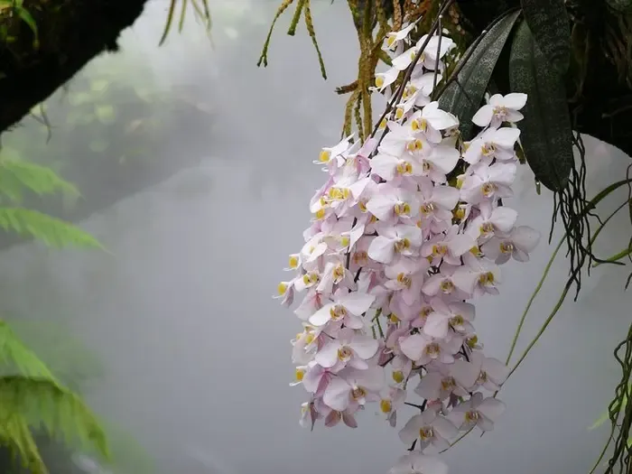 orchid