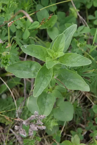 oregano