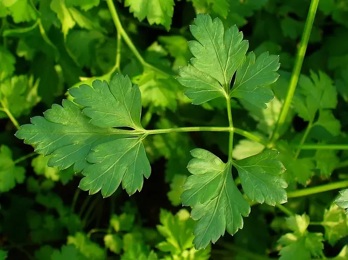parsley