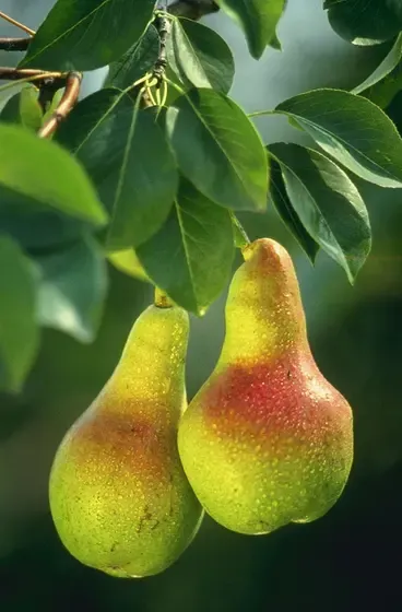 pear