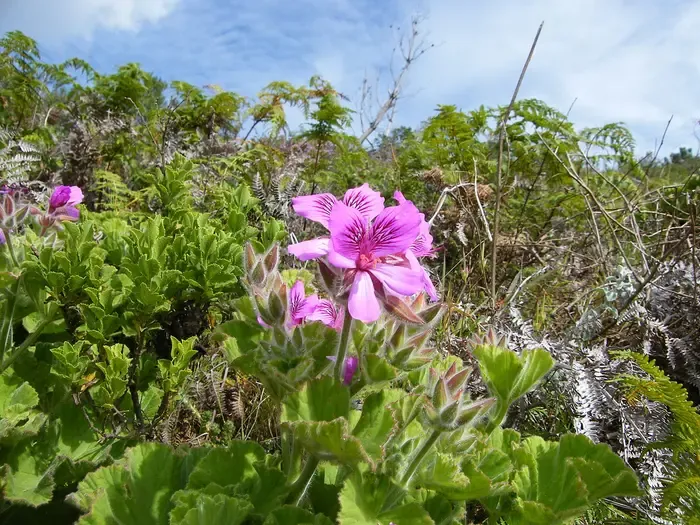 geranium