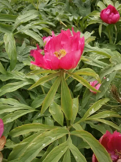 peony