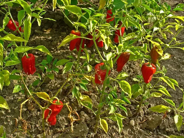 pepper