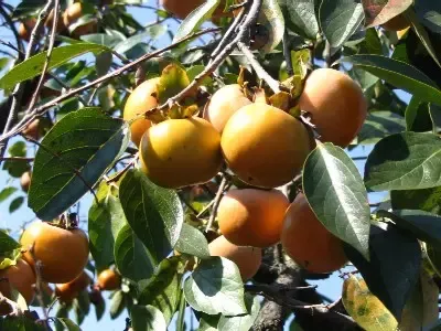 persimmon