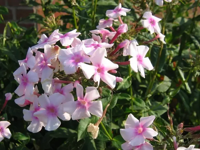 phlox