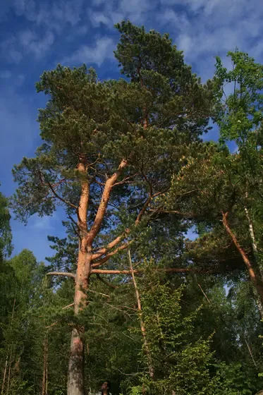 pine