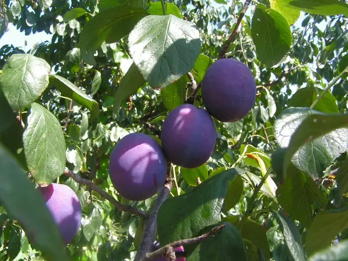 plum
