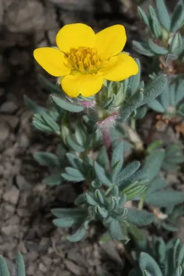 shrubby cinquefoil