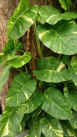 pothos
