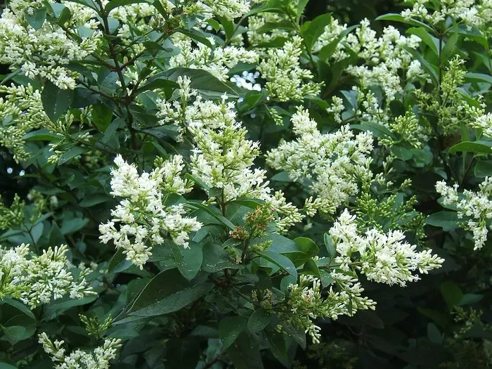 privet
