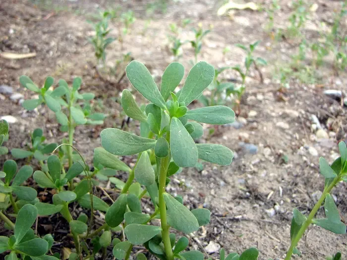 purslane
