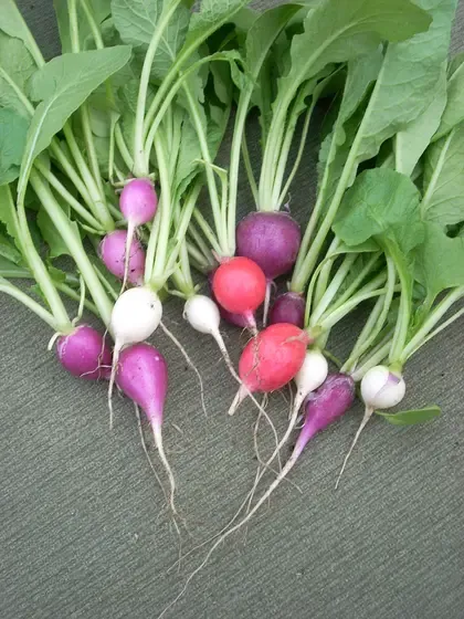 radish