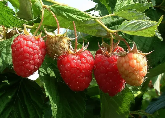 raspberry
