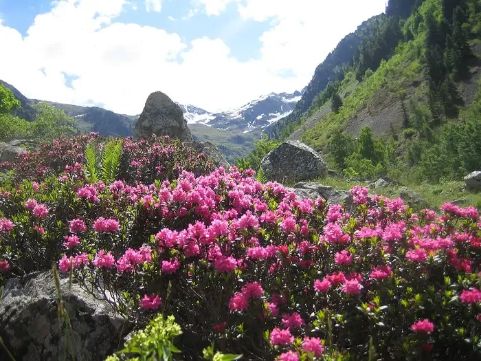 rhododendron