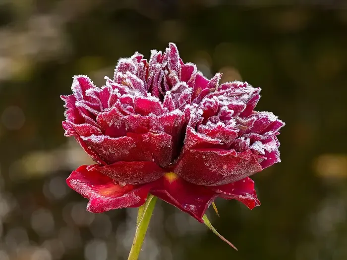 rose