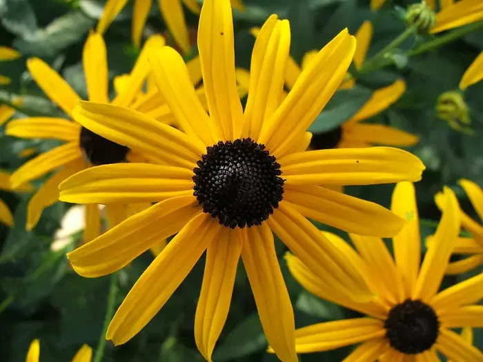 black-eyed Susan