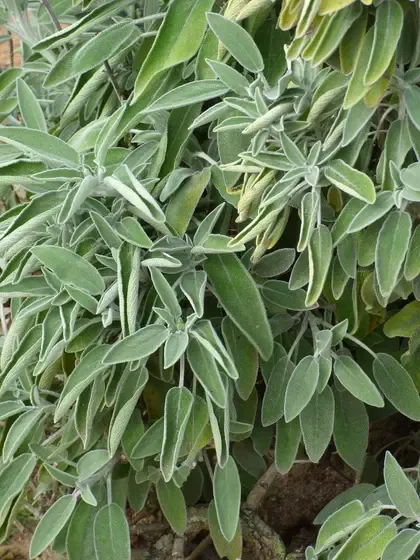 sage