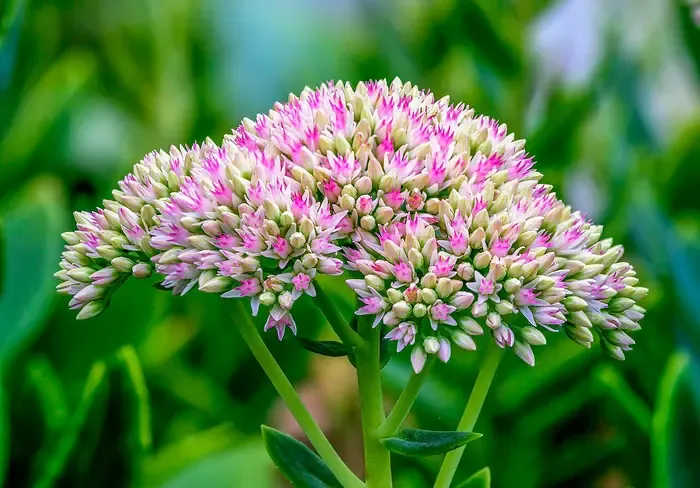 stonecrop