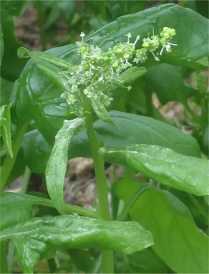spinach