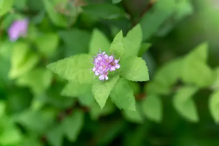 spirea