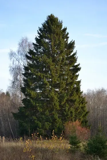spruce