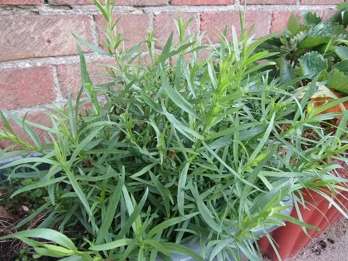 tarragon