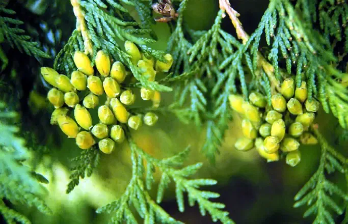 thuja