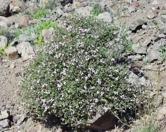 thyme
