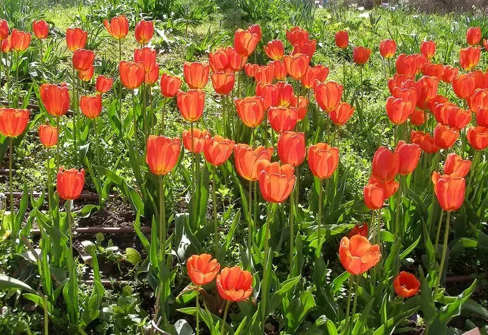 tulip
