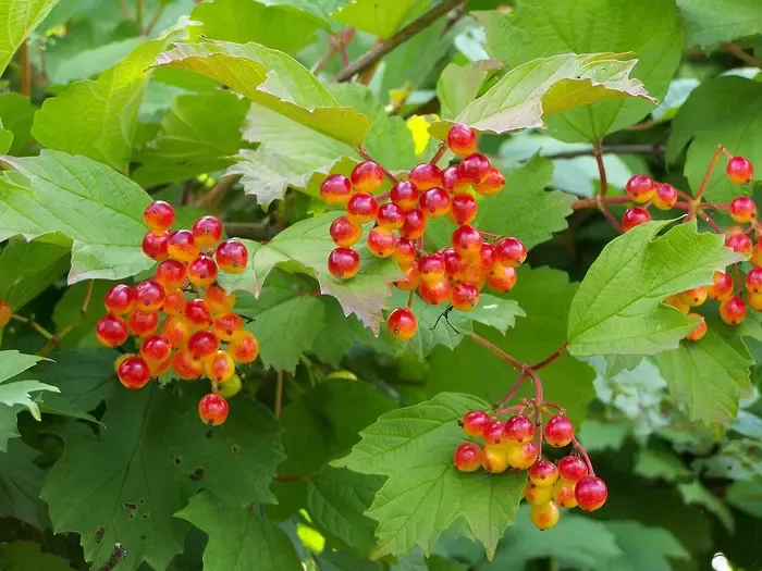 viburnum