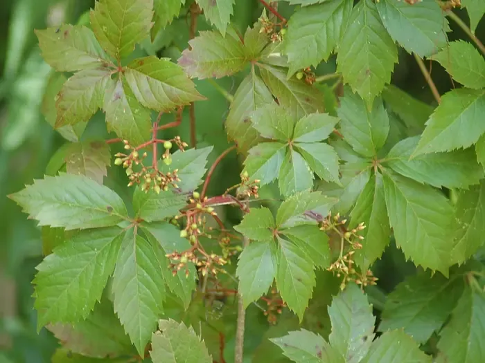 Virginia creeper