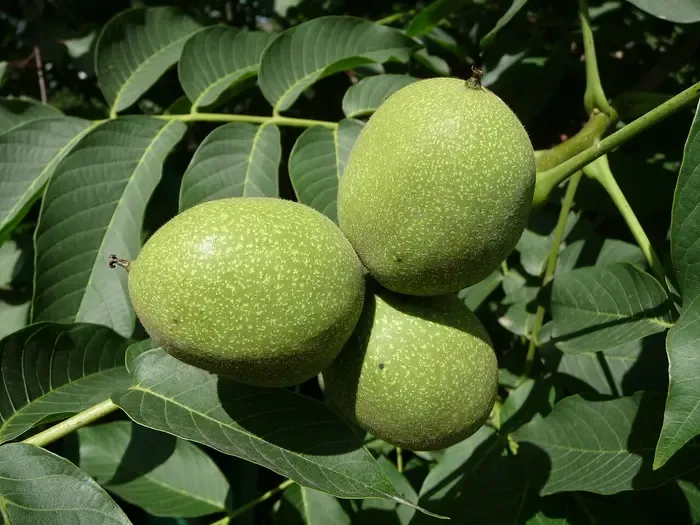 walnut