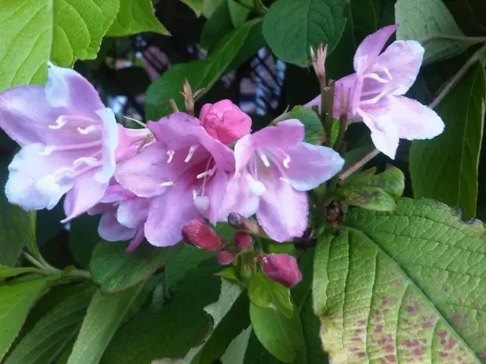 weigela