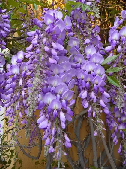 wisteria
