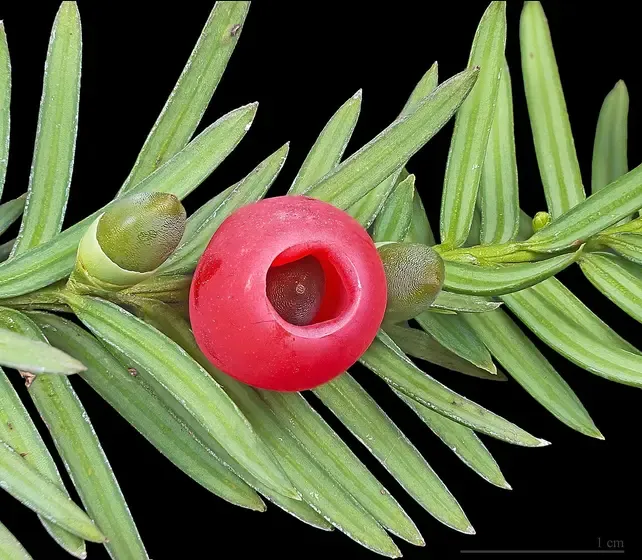 yew